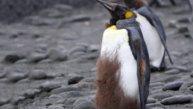البطريق الملكي في جزر فوكلاند