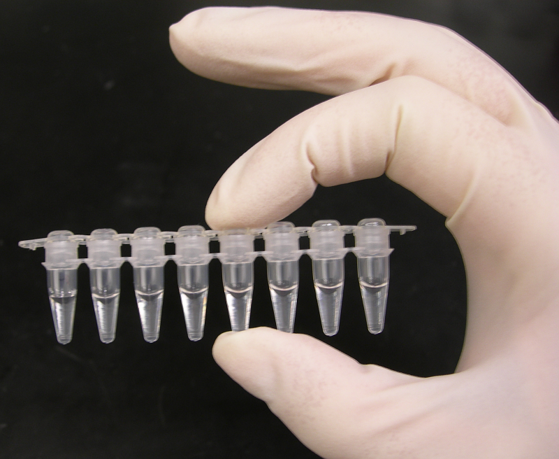 تحليل PCR الكاشف لفيروس كورونا الجديد