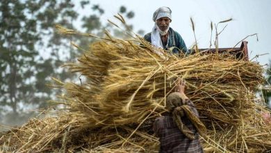 حصاد القمح في مصر
