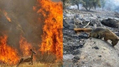 نتيجة حرائق الغابات في إيران