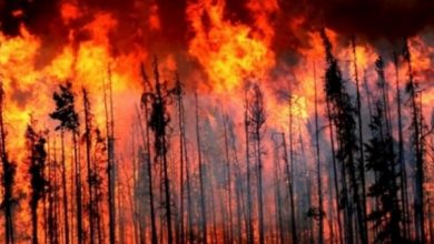 الحرائق تدمر 10 آلاف كيلو من الغابات في إسبانيا
